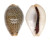 CYPRAEIDAE EROSARIA TURDUS WINCKWORTHI shell