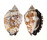 STROMBIDAE STROMBUS PIPUS shell