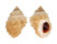 MURICIDAE THAIS ECHINATA shell