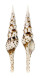 TURRIDAE TURRIS GUIDOPOPPEI shell