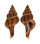FASCIOLARIIDAE LATIRUS PEARSONI shell