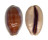 CYPRAEIDAE LYNCINA CARNEOLA shell