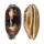 CYPRAEIDAE CHELYCYPRAEA TESTUDINARIA shell