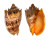 VOLUTIDAE CYMBIOLA IMPERIALIS shell