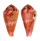 CONIDAE CONUS PERTUSUS PERTUSUS shell