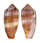 CONIDAE CONUS CIRCUMCISUS shell