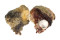 GRYPHAEIDAE HYOTISSA SINENSIS shell