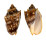 VOLUTIDAE CYMBIOLA VESPERTILIO shell