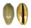 CYPRAEIDAE MAURITIA EGLANTINA shell