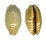 CYPRAEIDAE MAURITIA EGLANTINA shell