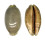 CYPRAEIDAE MAURITIA EGLANTINA shell