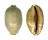 CYPRAEIDAE MAURITIA EGLANTINA shell