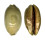 CYPRAEIDAE MAURITIA EGLANTINA shell
