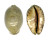 CYPRAEIDAE MAURITIA ARABICA shell