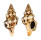 FASCIOLARIIDAE LATIRUS POLYGONUS shell