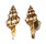 FASCIOLARIIDAE LATIRUS PHILBERTI shell
