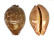 CYPRAEIDAE LEPOCYPRAEA MAPPA shell