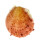SPONDYLIDAE SPONDYLUS ERECTOSPINUS shell