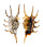 STROMBIDAE LAMBIS SCORPIO shell