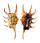 STROMBIDAE LAMBIS SCORPIO shell