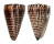 CONIDAE CONUS LITTERATUS shell