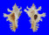 MURICIDAE CHICOREUS BANKSII CROCATUS shell