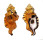 RANELLIDAE CYMATIUM LOTORIUM shell