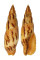 MITRIDAE MITRA INCOMPTA shell