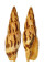 MITRIDAE MITRA INCOMPTA shell