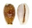 CYPRAEIDAE EROSARIA LABROLINEATA MELANICA shell
