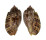 HARPIDAE HARPA AMOURETTA shell