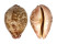 CYPRAEIDAE LEPOCYPRAEA MAPPA shell