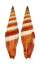 MITRIDAE VEXILLUM COCCINEA shell
