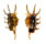 STROMBIDAE LAMBIS SCORPIO shell