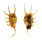 STROMBIDAE LAMBIS SCORPIO shell