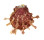 SPONDYLIDAE SPONDYLUS FOLIACEUS shell