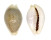CYPRAEIDAE EROSARIA MILIARIS shell