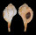 RANELLIDAE CYMATIUM ENCAUSTICUM shell