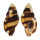 RANELLIDAE CYMATIUM FLAVEOLUM shell