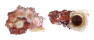 ANGARIIDAE ANGARIA NODOSA shell