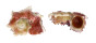 ANGARIIDAE ANGARIA NODOSA shell
