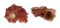 ANGARIIDAE ANGARIA NODOSA shell