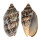 VOLUTIDAE CYMBIOLA VESPERTILIO shell