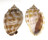 CASSIDAE PHALIUM BANDATUM shell