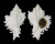 MURICIDAE CHICOREUS CICHOREUM shell