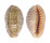 CYPRAEIDAE CYPRAEA CHINENSIS CHINENSIS shell