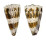 CONIDAE CONUS IMPERIALIS shell