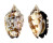 STROMBIDAE STROMBUS PIPUS shell