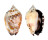 STROMBIDAE STROMBUS PIPUS shell