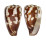 CONIDAE CONUS PICA shell